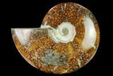 Polished Ammonite (Cleoniceras) Fossil - Madagascar #166679-1